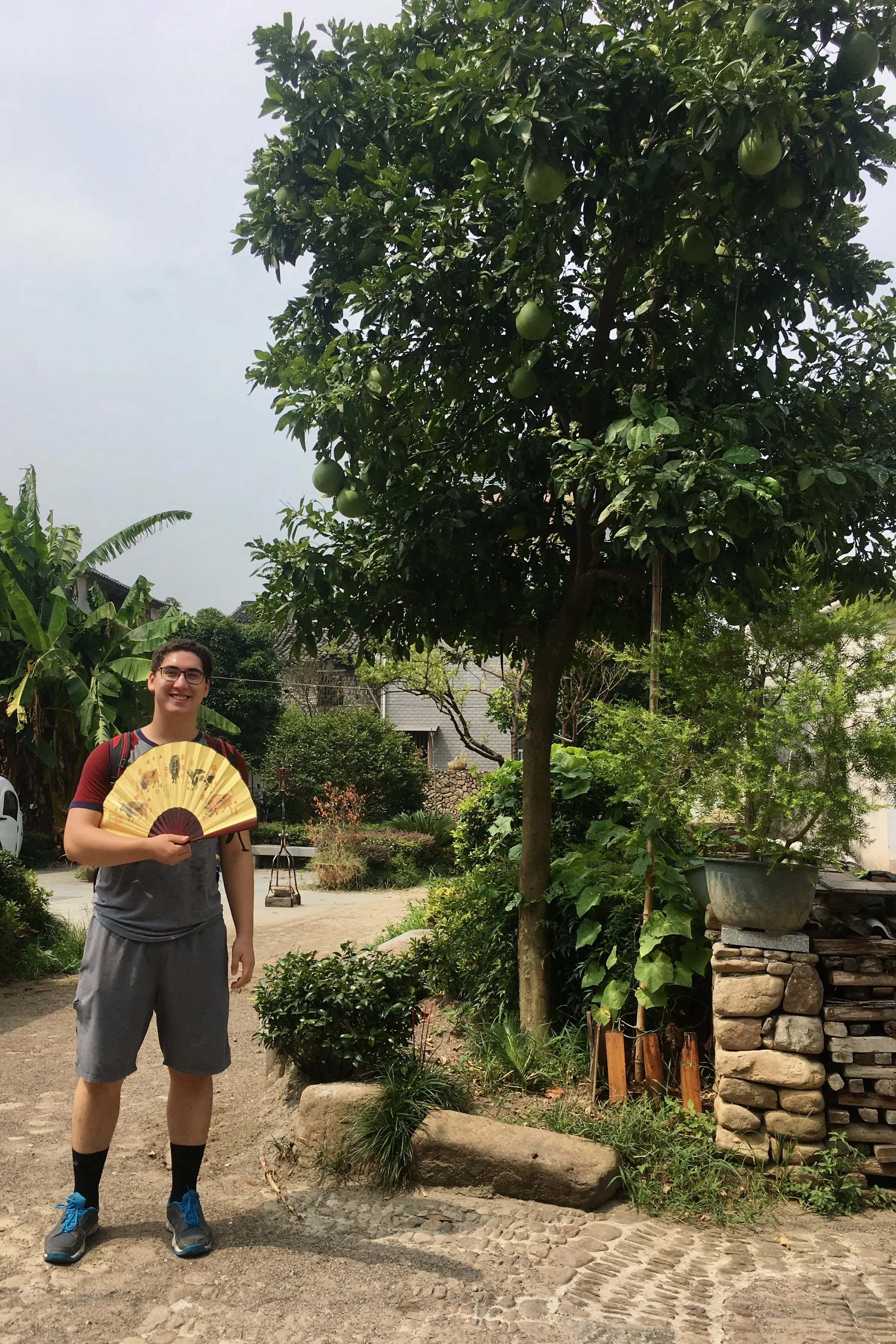 Shen Ao Grapefruit Tree