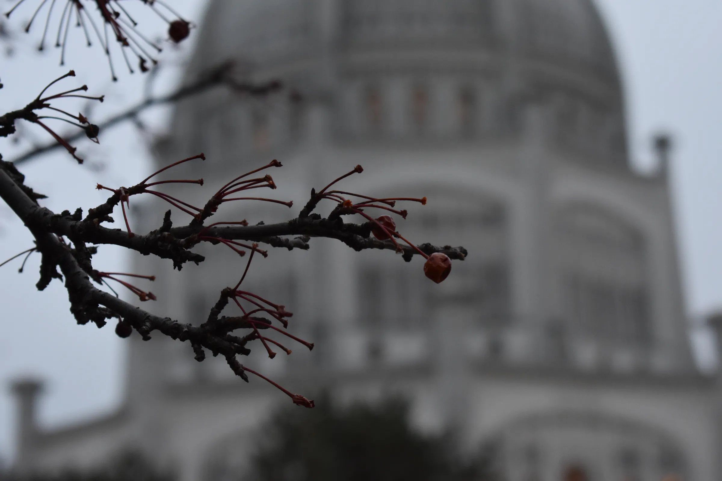 Travel Evanston Tree